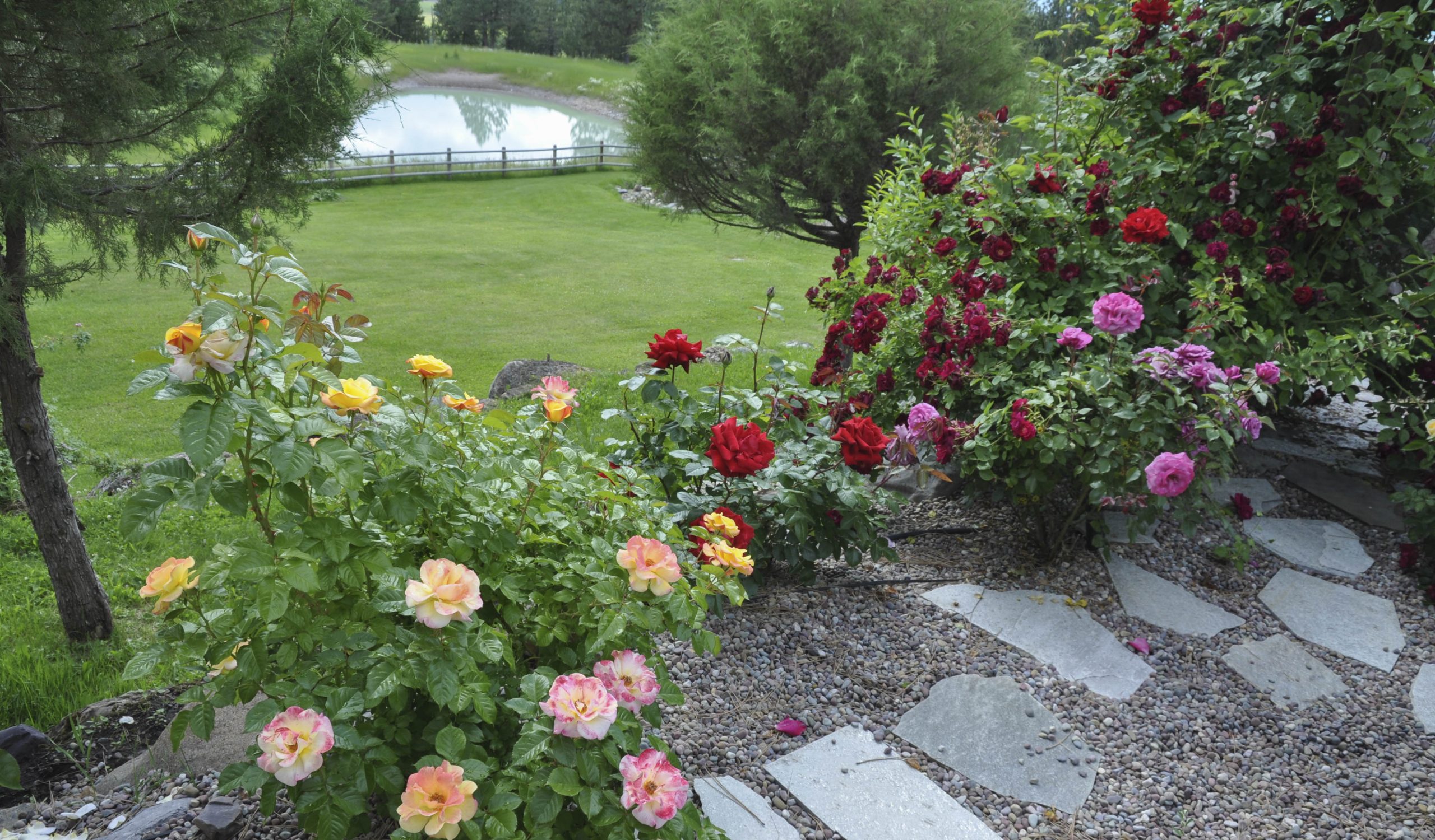 1h Rose Garden 7