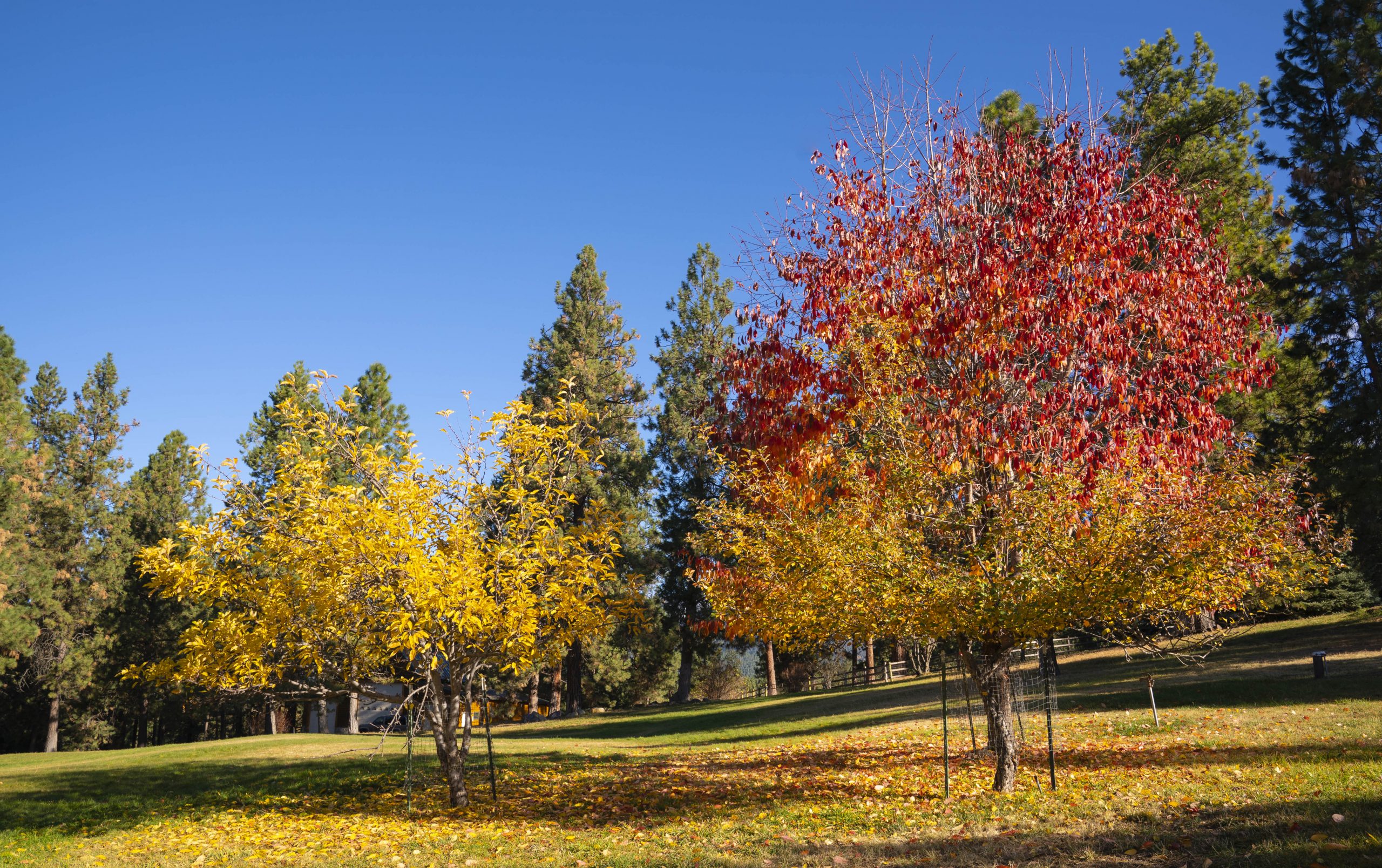 Orchard