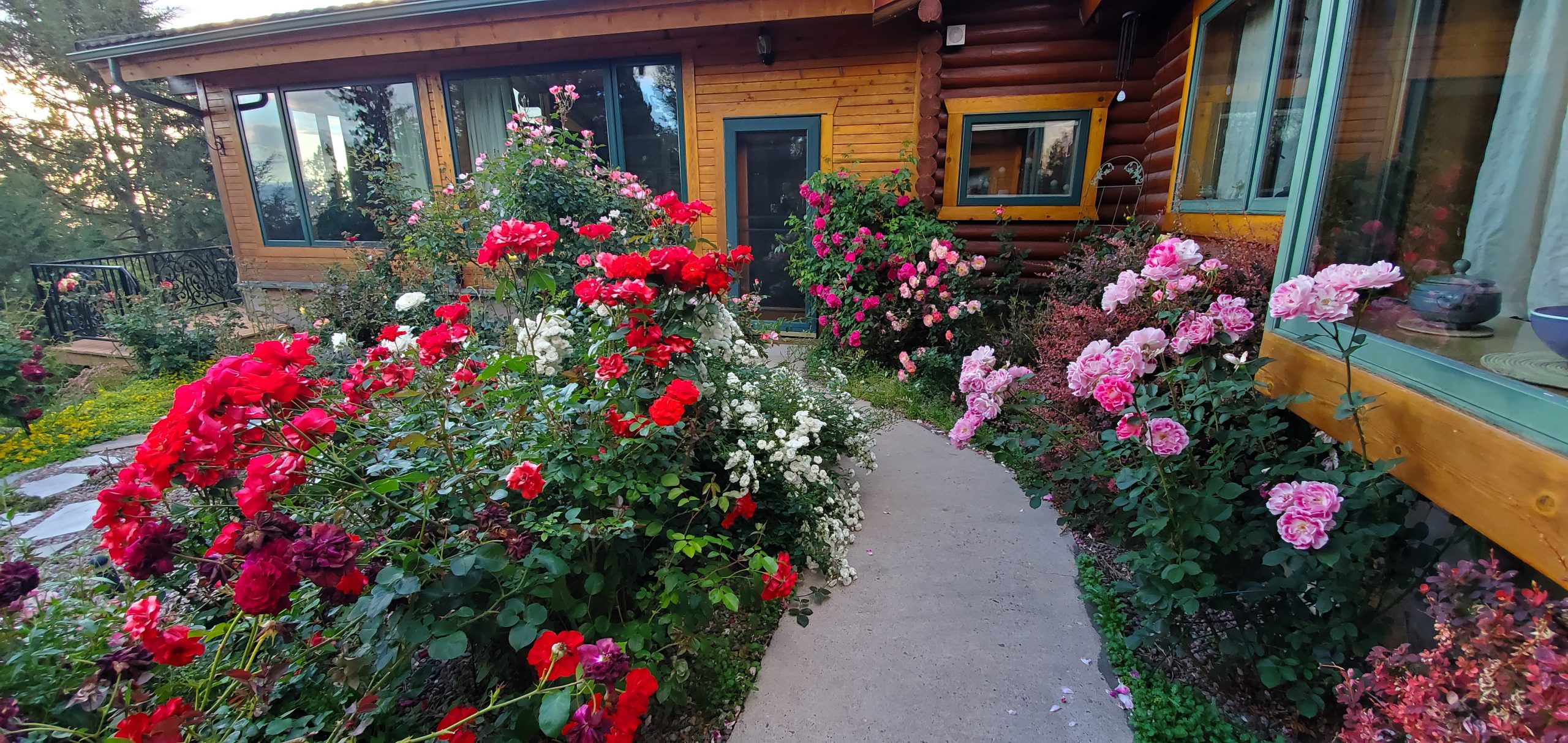 Rose Garden 2